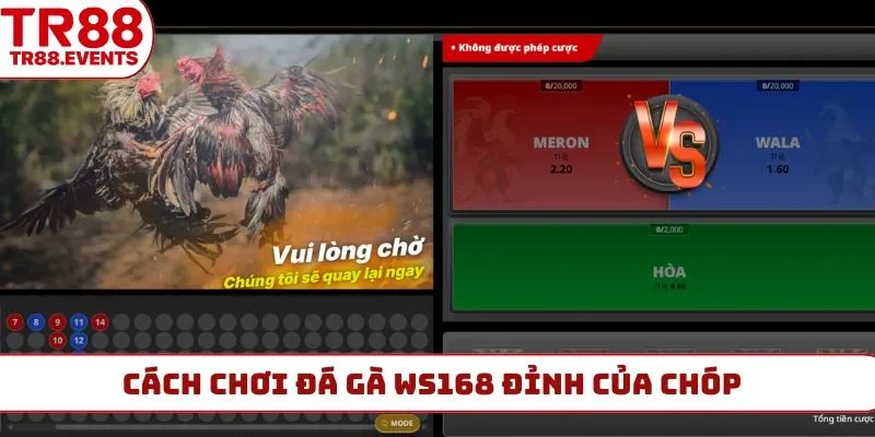 Cách chơi đá gà WS168 đỉnh của chóp