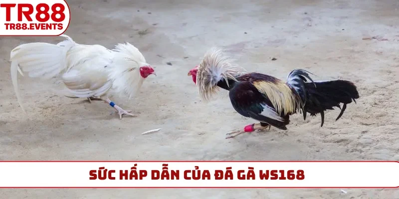 Sức hấp dẫn của đá gà WS168